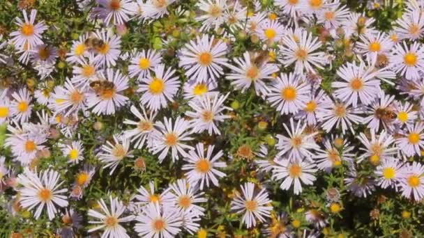 Bijen op een bloem van de chrysant — Stockvideo