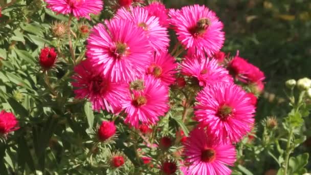 Bee op bloem chrysant — Stockvideo
