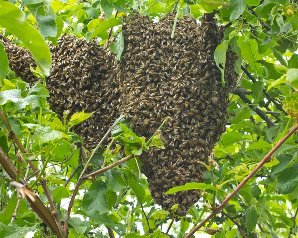 Enjambre de abejas en una rama de árbol — Foto de Stock