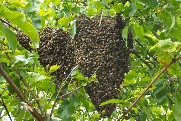 Enxame de abelhas no galho da árvore — Fotografia de Stock
