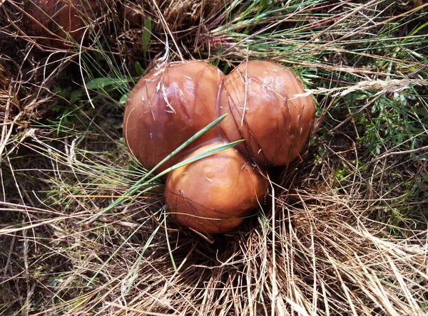 Suillus - güzellik yenilebilir mantar — Stok fotoğraf