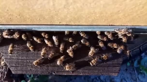 Sistema de paso de abeja — Vídeo de stock