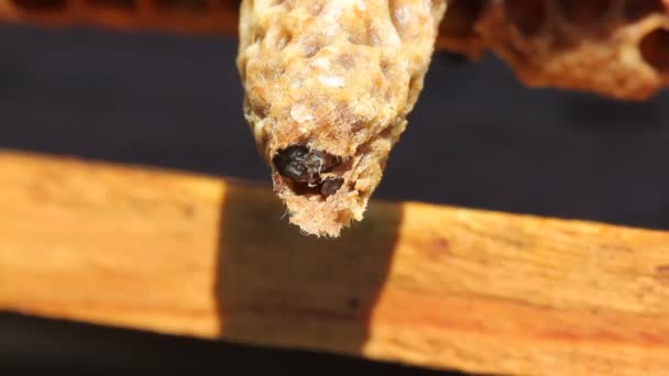 Geburt der Bienenkönigin — Stockvideo