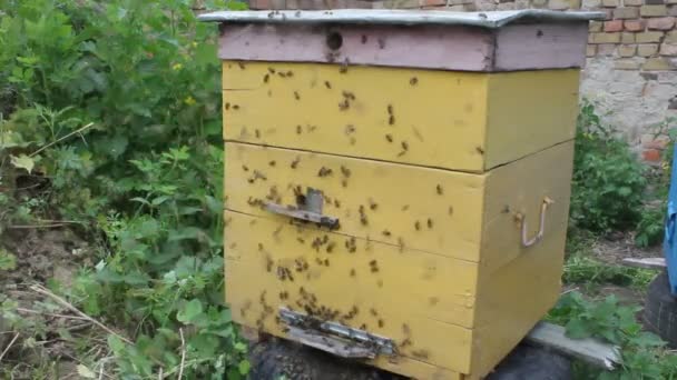 Abejas enjambre. Formación de una nueva colonia (familia) de abejas . — Vídeo de stock