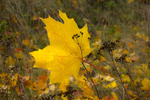 Feuille d'érable tombée sur la tanaisie — Photo