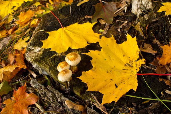 Champignons et feuilles d'érable — Photo