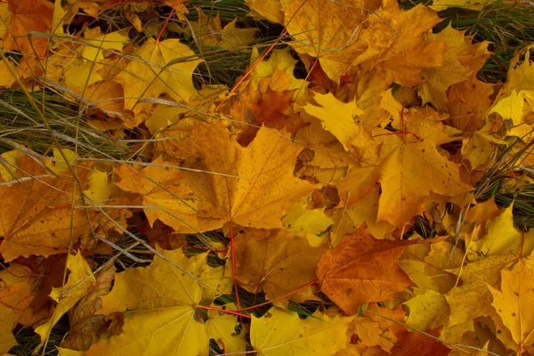 Terre dans une couverture d'automne — Photo