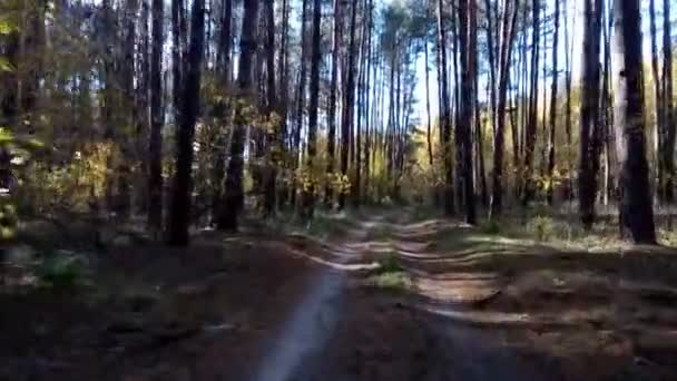 Route en forêt Conduite en voiture le long d'une étroite route forestière . — Video
