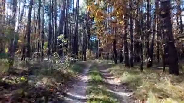 Estrada na floresta — Vídeo de Stock