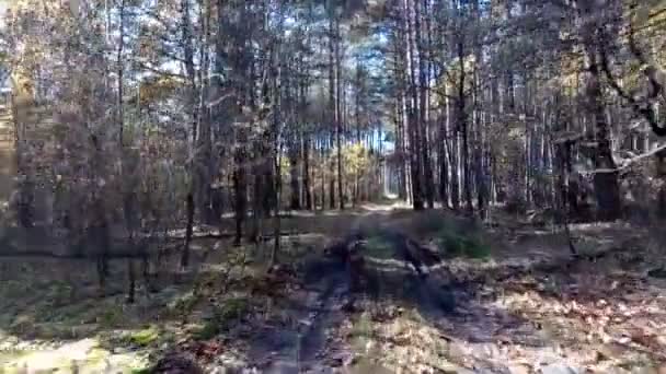 Cesta v lese — Stock video