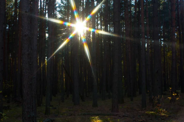 Evening forest and sun behind trees — Stock Photo, Image