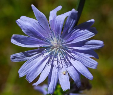 Hindiba şifalı bitki