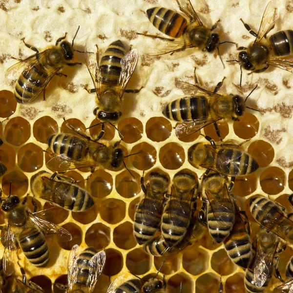 Abejas cerrar miel — Foto de Stock