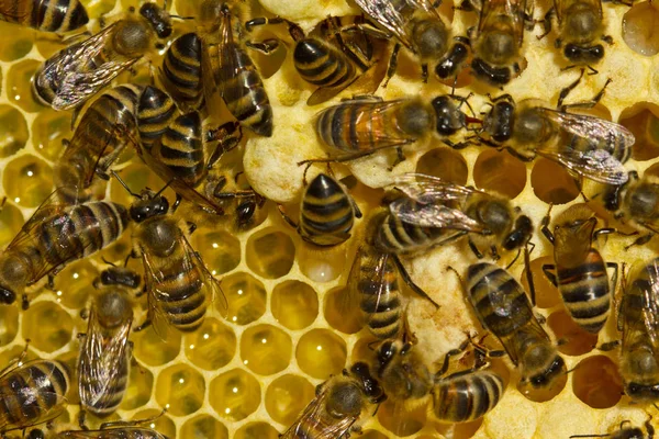 蜂の夏の生活の物語 — ストック写真