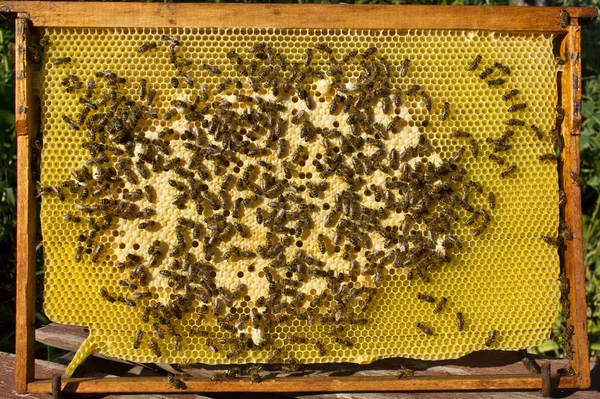 Bienen, ihre Larven und Kokons — Stockfoto