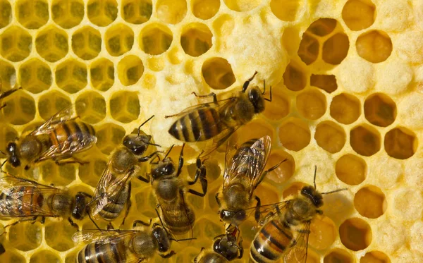 Abejas, sus larvas y capullos, capullos de reinas de abejas — Foto de Stock