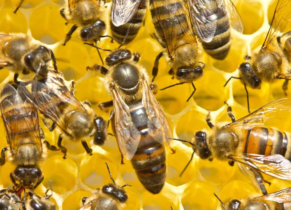 Królowa pszczół i pszczoły — Zdjęcie stockowe