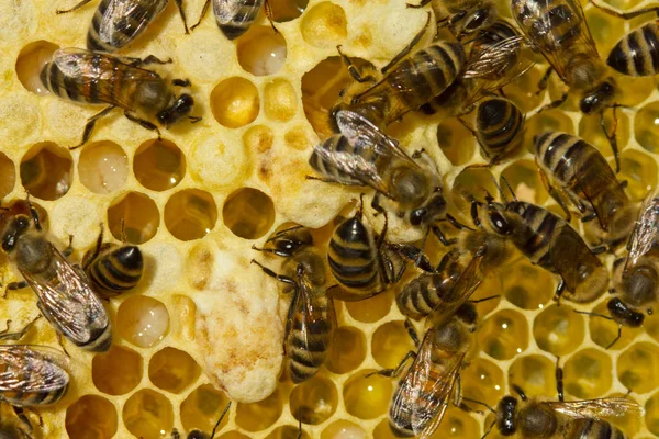 Verhaal van de zomer leven van bijen — Stockfoto