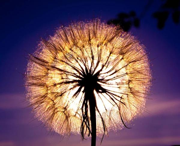 Paracaídas de Tragopogon —  Fotos de Stock