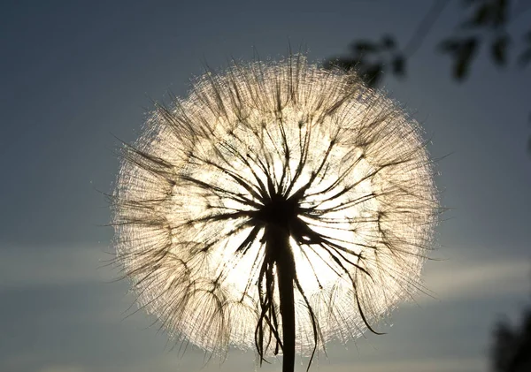 Tragopogon 的降落伞在黄昏的灯光下美丽 — 图库照片