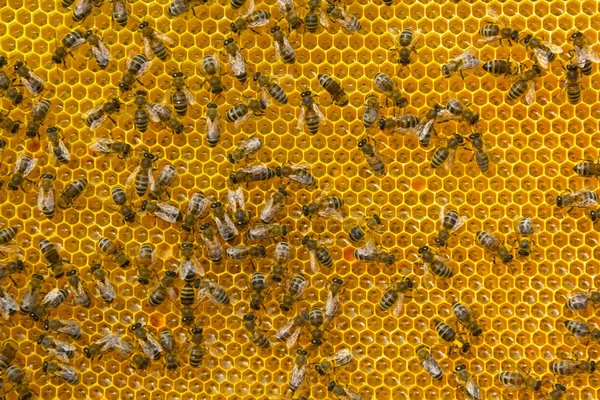 Genç arılar nektar bal işine dönüştürmek. — Stok fotoğraf