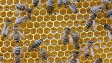 Mite Varroa arı arka üzerinde. Oradan dökümü için arı onun hareketleri ile çalışır.