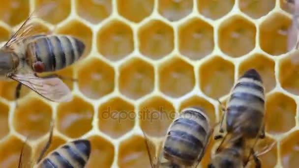 Varroas Ácaro Parte Posterior Una Abeja — Vídeo de stock