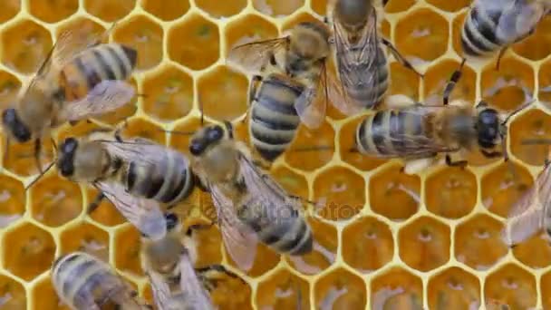 Μέλισσα Άκαρι Βαρρόα Που Συνδέεται Σώμα — Αρχείο Βίντεο