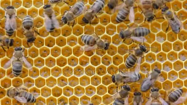 Mite Varroa Sur Dos Une Abeille Bee Avec Ses Mouvements — Video