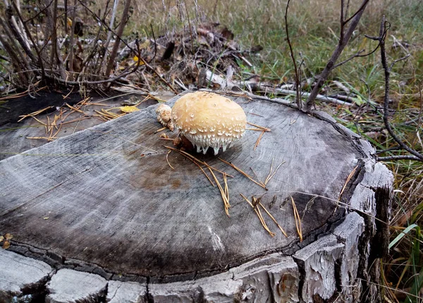 Scaly wood destroys wood — Stock Photo, Image