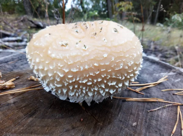 Beautiful mushroom scaly — Stock Photo, Image