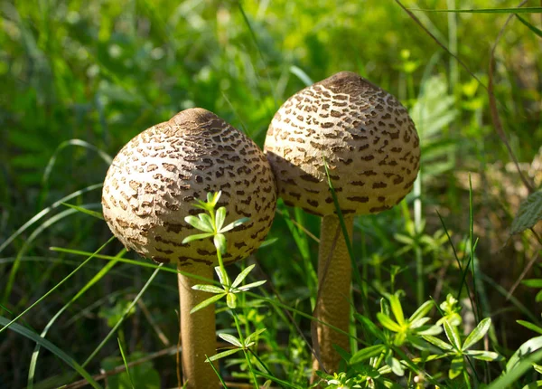 Umbrellas are beautiful and edible mushrooms — Stock Photo, Image