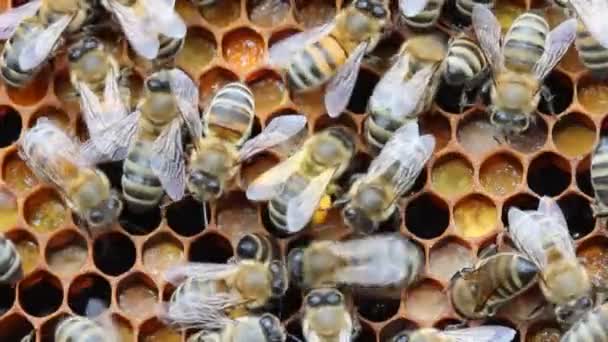 Biene Den Bienenstock Gebracht — Stockvideo