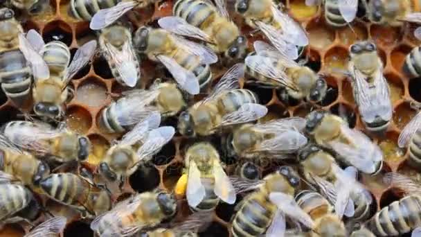 Bee Bracht Naar Component Van Stuifmeel — Stockvideo