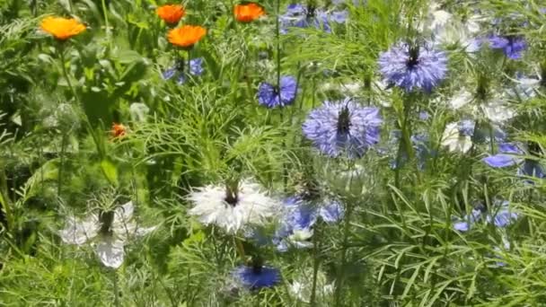 国家药用植物金盏花和黑种 — 图库视频影像