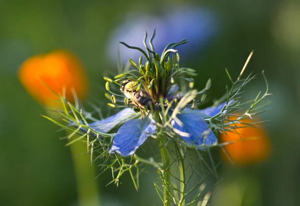 Bee collects pollen and nectar from nigella flower — Stock Photo, Image