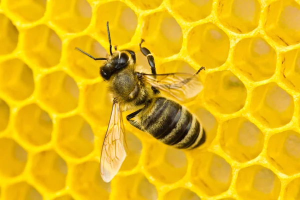 Bee bygger vaxkakor — Stockfoto