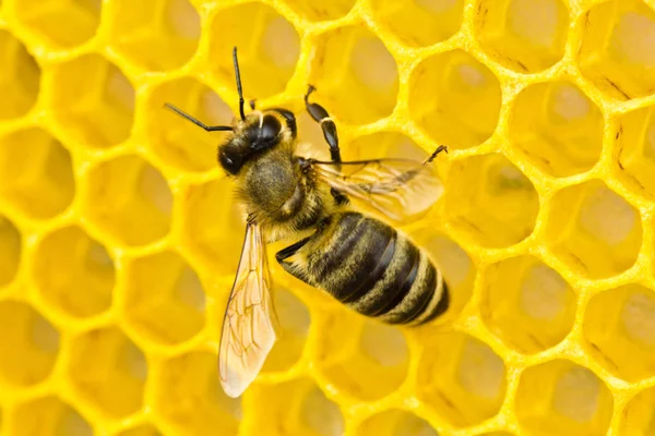 Abeja construir panales — Foto de Stock