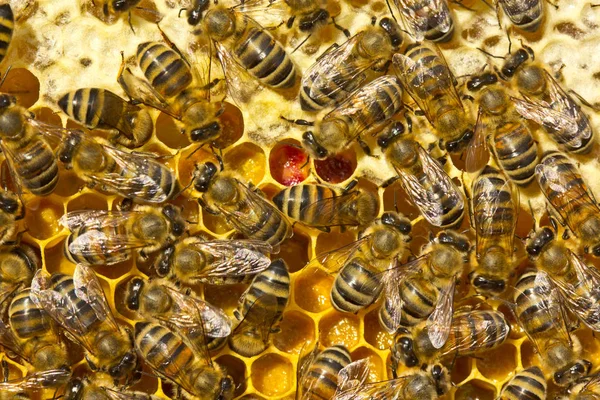 Honeycomb filled with nectar, honey and pollen — Stock Photo, Image