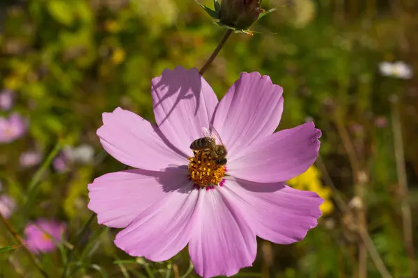 Insect verzamelt nectar en stuifmeel van bloemen kosmos — Stockfoto