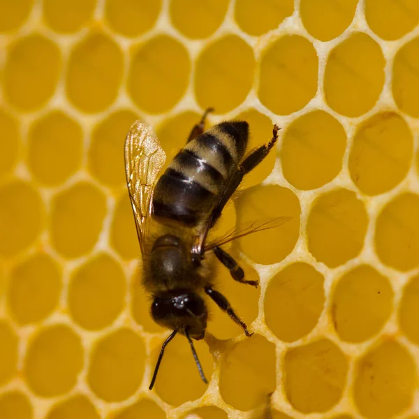 Bees build honeycombs — Stock Photo, Image