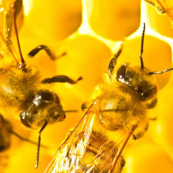 Nectar and honey in new comb — Stock Photo, Image