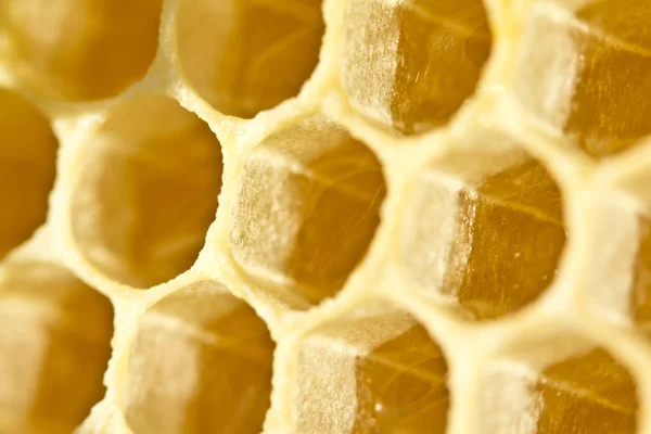 Luotu vaha hunajakenno on samat mitat ja stron — kuvapankkivalokuva