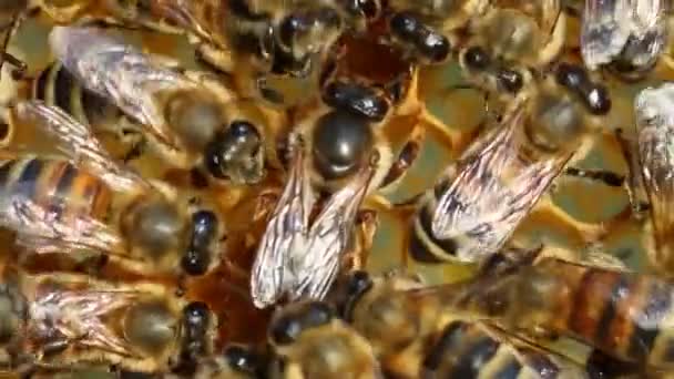 Królowa Pszczół Składa Jaja Plaster Miodu Pszczoły Robią Pszczoła Królowa — Wideo stockowe
