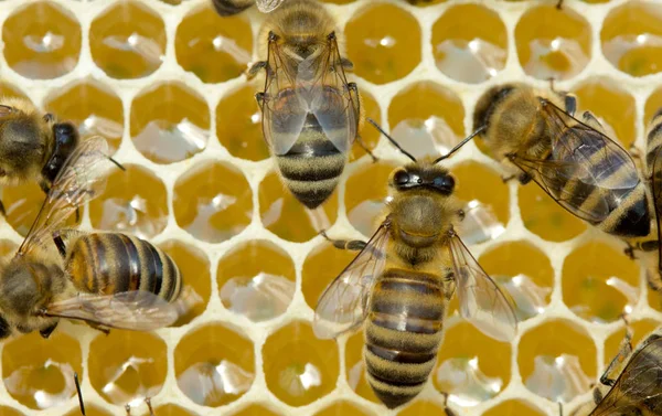 Werk van bijen in de korf. Ze zetten de nectar in honing. — Stockfoto