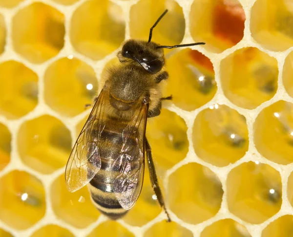 Liv och arbete av kolonin av bin. Bee bygga honeycombs. — Stockfoto