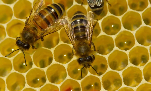 Bees build honeycombs. Here you can see work of a bee to create — Stock Photo, Image