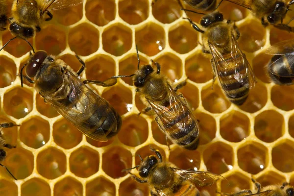 Les abeilles construisent des rayons de miel et du miel près d'elles . — Photo