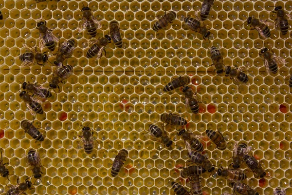 Trabalho de abelhas dentro da colmeia. Eles convertem néctar em mel . — Fotografia de Stock