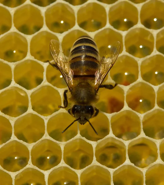 As abelhas produzem cera e constroem favos de mel a partir dela . — Fotografia de Stock